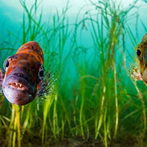 Cunner (Tautogolabrus adspersus) pair in Eelgrass (Zostera marina) bed
