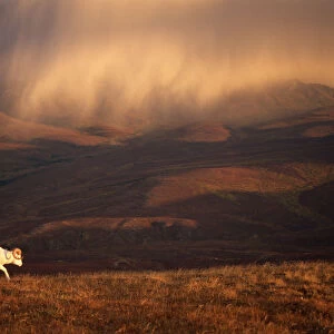 Dall sheep (Ovis dalli) solitary animal at sunset with a storm moving across the sky
