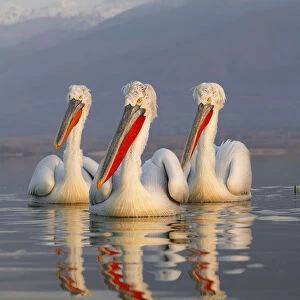 Three Dalmatian Pelicans (Pelecanus crispus) portrait on lake. Lake Kerkini, Greece