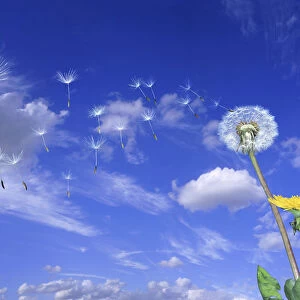 Dandelion (Taraxacum officinale) seeds blowing in the wind. Digital composite, UK