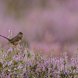 Dartford warbler (Sylvia undata) adult male perched on flowering Heather / Ling