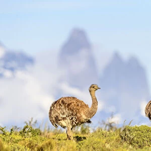 Darwins rhea (Pterocnemia pennata), two with tower peaks in background. Torres