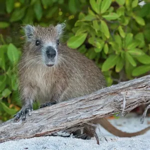 Mammals (Animals) Collection Our beautiful pictures are available as ...
