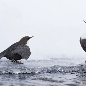 Dippers (Cinclus cinclus) standing on ice, ready to fight over feeding territory, Kuusamo, Finland, February