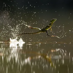 Double-crested basilisk (Basiliscus plumifrons) running across water surface, Santa Rita