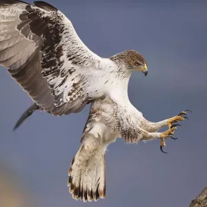 El águila de Bonelli o halcón pescador europeo, Hieraetus fasciatus o Aquila fasciata. El águila de Bonelli o halcón pescador europeo, Hieraetus fasciatus o Aquila fasciata.