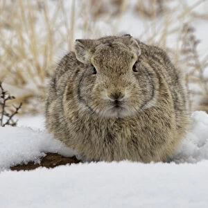 Eastern cottontail rabbit (Sylvilagus floridanus) huddled for warmth in the snow at