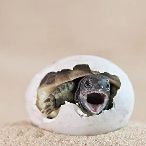 Eastern Hermann's tortoise (Testudo hermanni boettgeri) hatching from egg, mouth open. Captive, occurs in South East Europe