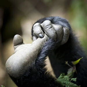 Eastern lowland gorilla (Gorilla beringei graueri) hand and foot of young gorilla