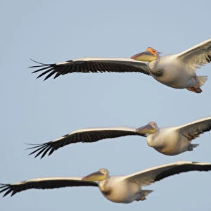 Three Eastern white pelicans (Pelecanus onolocratus) in flight, Danube Delta, Romania