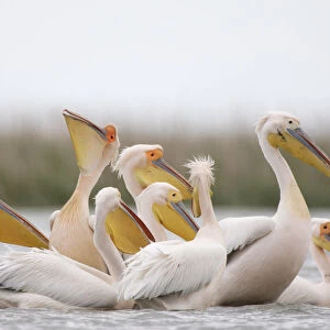 Eastern white pelicans (Pelecanus onolocratus) feeding, Danube Delta, Romania, May 2009