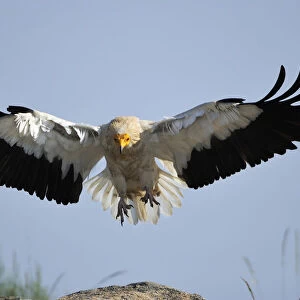Egyptian vulture (Neophron percnopterus) landing, Faia Brava Reserve, Coa valley