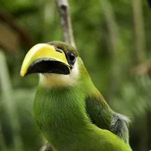 Hummingbirds Collection: Honduran Emerald