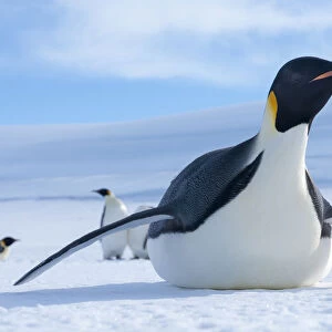 Emperor penguin (Aptenodytes forsteri) tobogganing, Amanda Bay, Prydz Bay, Ingrid