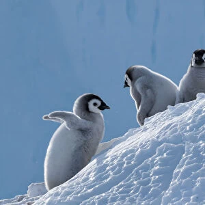Emperor penguin (Aptenodytes forsteri) chicks, Amanda Bay, Prydz Bay, Ingrid Christensen Coast