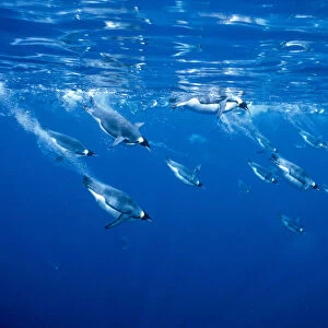 Emperor penguins diving {Aptenodytes forsteri} Antarctica