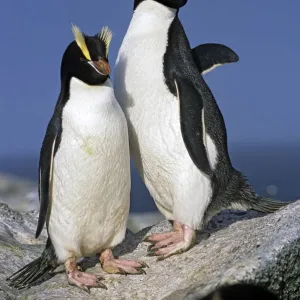 Erect-crested penguins (Eudyptes sclateri) pair. Proclamation Island, Bounty Islands