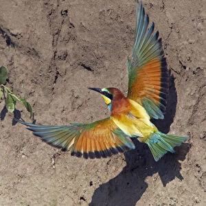 European Bee-eater (Merops apiaster) flying to nest hole in bank, Pusztaszer, Hungary