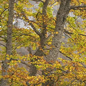 European beech (Fagus sylvatica) trees in autumn, Pollino National Park, Basilicata