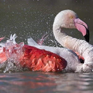 European flamingo (Phoenicopterus roseus) bathing Camargue, France, May