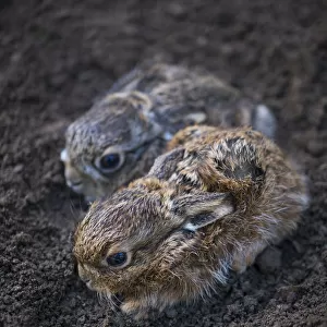 European hare (Lepus europaeus), two leverets crouched in soil. Navarra, Spain. August