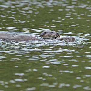 European otter (Lutra lutra) mother and cub swimming, Wales, UK, September