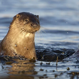 European river otter (Lutra lutra) swimming in shallow water, Isle of Mull, Inner Hebrides