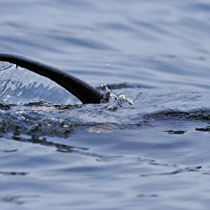 European river otter (Lutra lutra) hunting in sea, tail above water, Ardnamurchan