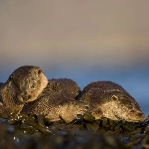 Three European river otters (Lutra lutra) resting amongst seaweed, Isle of Mull, Inner Hebrides