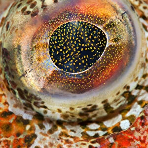 Eye detail of Red Irish lord (Hemilepidotus hemilepidotus). Browning Pass, Port Hardy