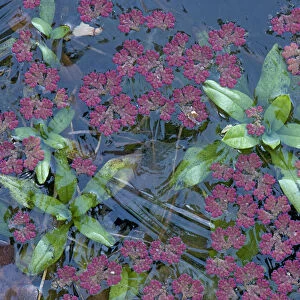 Fairy fern (Azolla filiculoides) and Water forget me not (Myosotis scorpioides) in