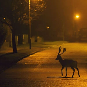 Fallow deer (Dama dama) buck crossing road under street lights. London, UK. January