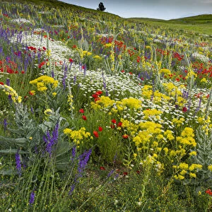 Fallow field in flower containing Poppy (Papaver rhoeas), Woad (Isatis tinctoria), Corn chamomile (Anthemis arvensis) Olympian mullein (Verbascum longifolium) and Purple toadflax (Linaria purpurea), Abruzzo, Italy. June