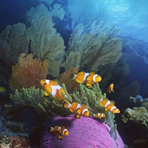 False clown anemonefish {Amphiprion ocellaris} in anemone. Andaman sea. Digital