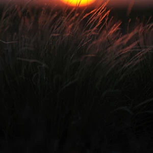 Feather grass (Stipa sp) at sunset in the steppe of Cherniye Zemli (Black Earth) Nature Reserve