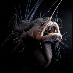 A Collection: Anglerfish