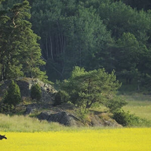 Female European moose (Alces alces) in flowering field, Elk, Morko, Sormland, Sweden
