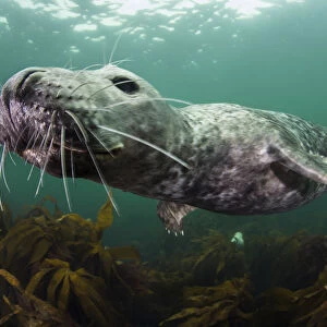 Female Grey seal (Halichoerus grypus) juvenile swimming over kelp, off Farne Islands