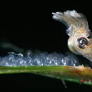Female Northern pygmy squid (Idiosepius paradoxus) preparing to lay another egg on a blade of eelgrass (Zostera marina), Yamaguchi Prefecture, Japan
