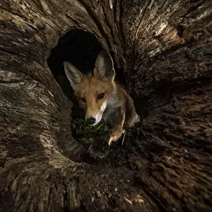 Female Red fox (Vulpes vulpes) foraging inside a rotting tree trunk, Verteskozma, Hungary