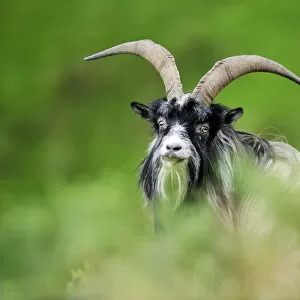 Feral Goat (Capra hircus) male, Inverness-shire, Scotland, July