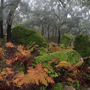 Ferns on the forest floor with Cork trees (Quercus suber