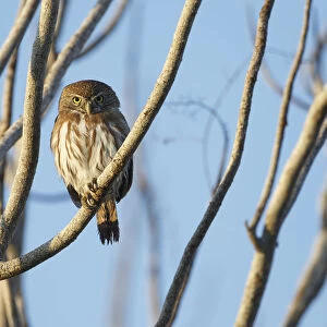 Owls Greetings Card Collection: Central American Pygmy Owl