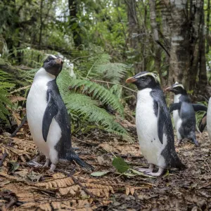 Fiordland penguins (Eudyptes pachyrhynchus) walk along a forest path