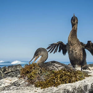 Cormorants Photo Mug Collection: Cape Cormorant