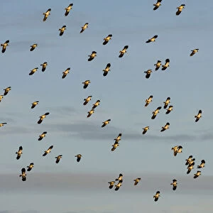 Flock of Lapwing (Vanellus vanellus) in flight, turning together in evening light