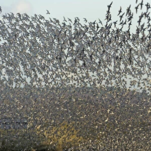 Flock of Red knot (Calidris canutus) and Bar-tailed godwit (Limosa lapponica) in