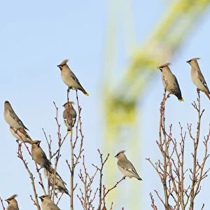 Flock of Waxwings (Bombycilla garrulus) perched in a tree, with a crane in the background