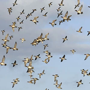 Flock of Wigeon (Anas penelope) and a few Common Teal (Anas crecca) flying overhead in winter