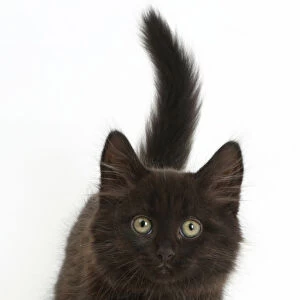 Fluffy black kitten, 10 weeks, walking